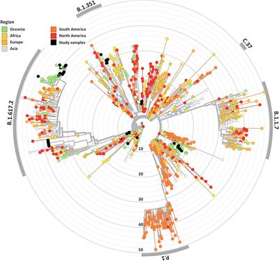 SARS-CoV-2 Within-Host and in vitro Genomic Variability and Sub-Genomic RNA Levels Indicate Differences in Viral Expression Between Clinical Cohorts and in vitro Culture